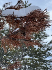 Pinus contorta