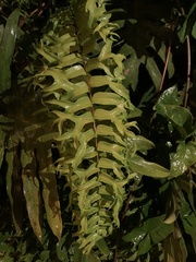 Nephrolepis falcata