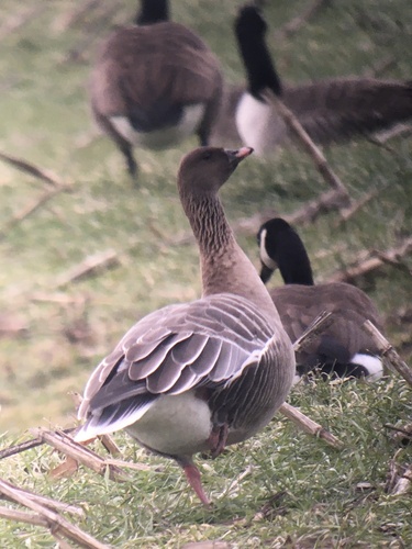 Pink-footed Goose