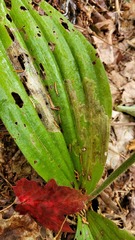 Parallelomma vittatum