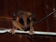 Marmosa murina