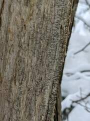 Chaenotheca brunneola