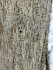 Chaenotheca brunneola