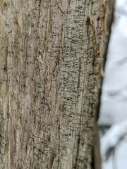 Chaenotheca brunneola