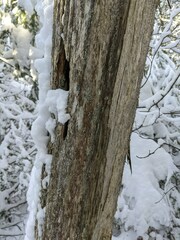 Chaenotheca brunneola