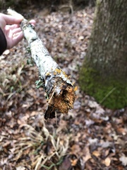 Calocera cornea