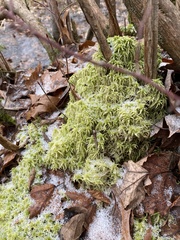 Sphagnum squarrosum