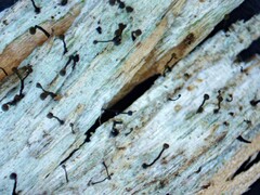 Chaenotheca brunneola