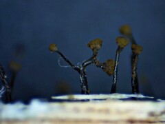 Chaenotheca brunneola