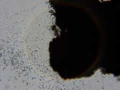 Chaenotheca brunneola