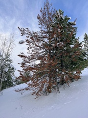 Pinus contorta