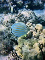 Chaetodon ornatissimus