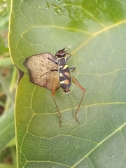 Phylloscyrtus amoenus