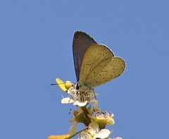 Eirmocides absimilis