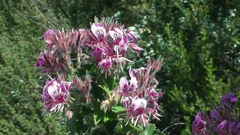 Pelargonium cordifolium