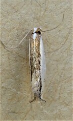 Erechthias chionodira