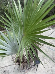 Thrinax radiata