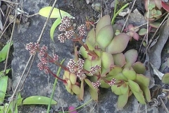 Crassula orbicularis