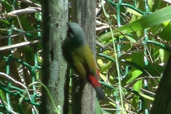 Coccopygia melanotis