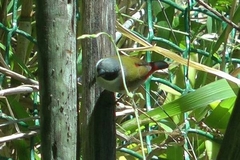 Coccopygia melanotis