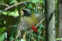 Coccopygia melanotis