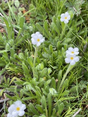 Plagiobothrys collinus