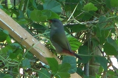 Coccopygia melanotis