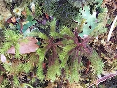 Dendroligotrichum tongariroense