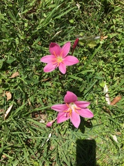 Zephyranthes rosea