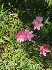 Zephyranthes rosea