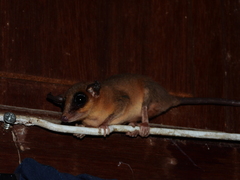 Marmosa murina