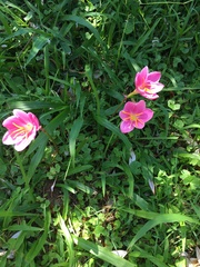 Zephyranthes rosea