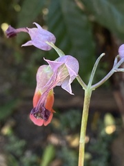 Pithecellobium dulce