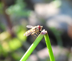 Episyrphus viridaureus