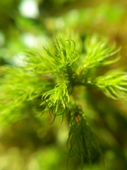 Dendroligotrichum tongariroense