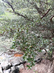 Terminalia molinetii