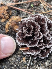 Thelephora multipartita
