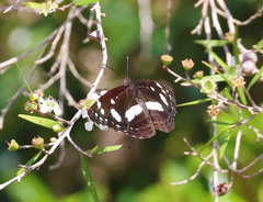 Phaedyma shepherdi