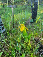 Cypripedium parviflorum pubescens