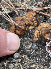 Thelephora multipartita