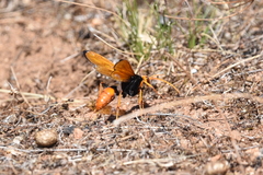 Cryptocheilus bicolor
