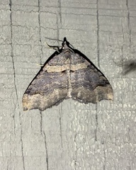 Austrocidaria parora