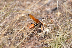 Cryptocheilus bicolor