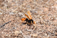 Cryptocheilus bicolor