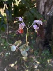 Pithecellobium dulce