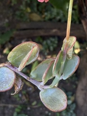 Pithecellobium dulce
