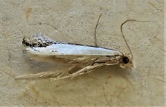 Erechthias chionodira