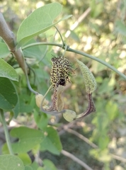 Aristolochia tentaculata