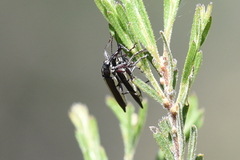 Rhinotia suturalis