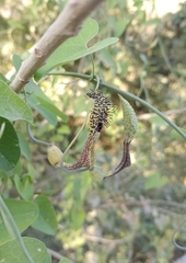Aristolochia tentaculata